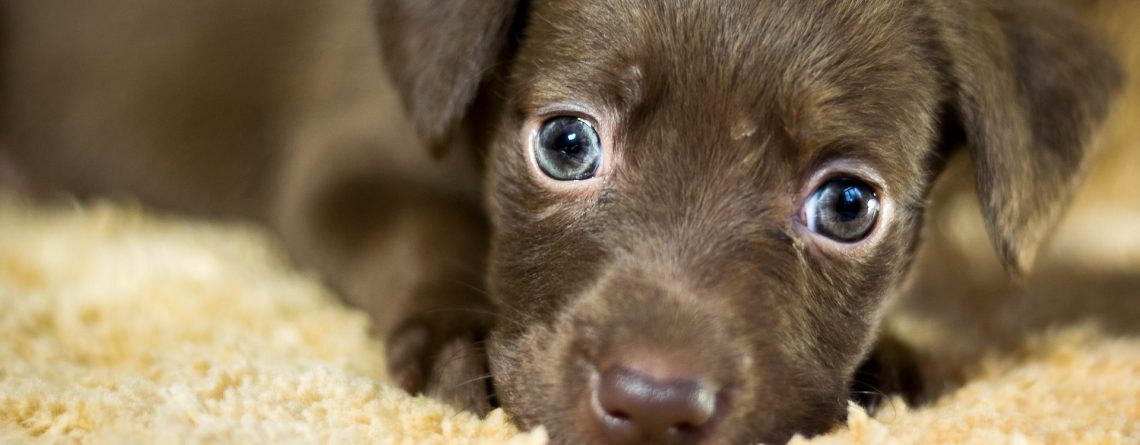 Pet shop em Curitiba