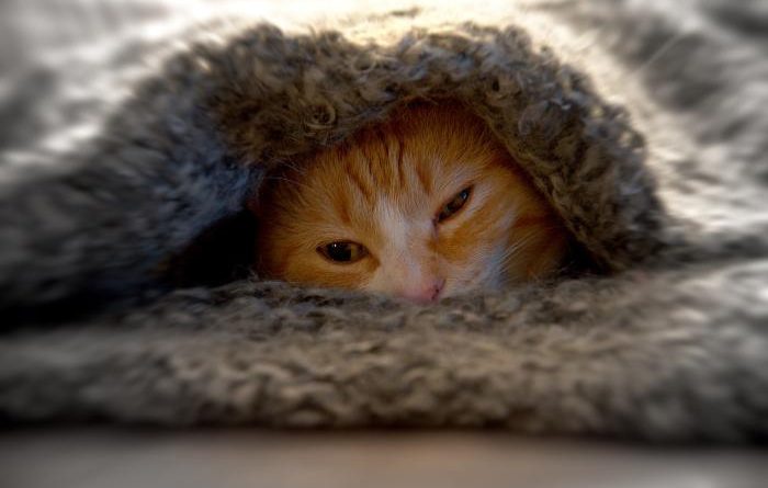 Pet shop no Merces em Curitiba